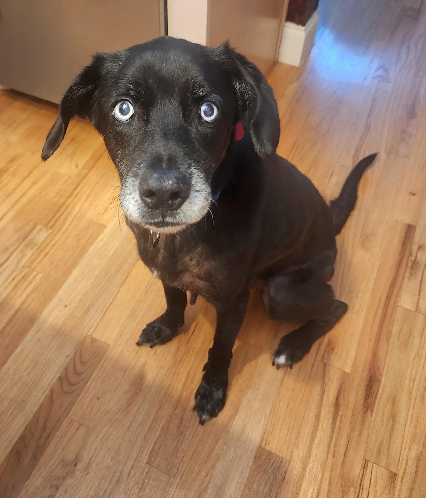 Enlarge Elmo, an adoptable mixed breed in Cumming, GA image 4/6