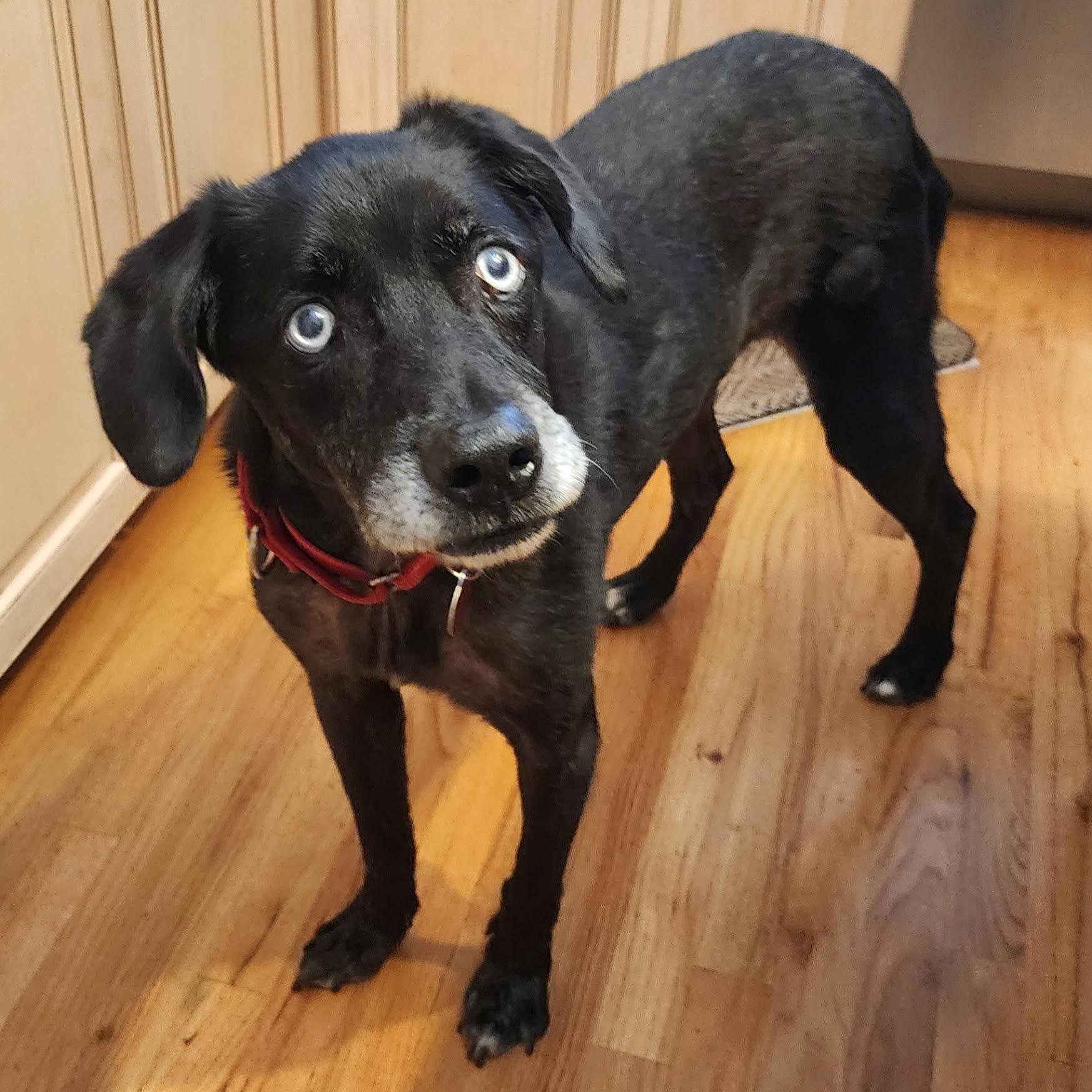 Enlarge Elmo, an adoptable mixed breed in Cumming, GA image 5/6