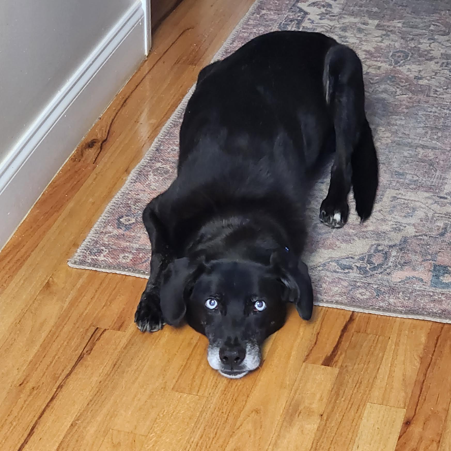 Elmo, an adoptable mixed breed in Cumming, GA image 3/3