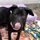 Enlarge Ruby, an adopted mixed breed in Hilliard, OH image 2/2