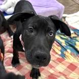 Ruby, adopted, Puppy Female German Shepherd Dog & Pit Bull Terrier.