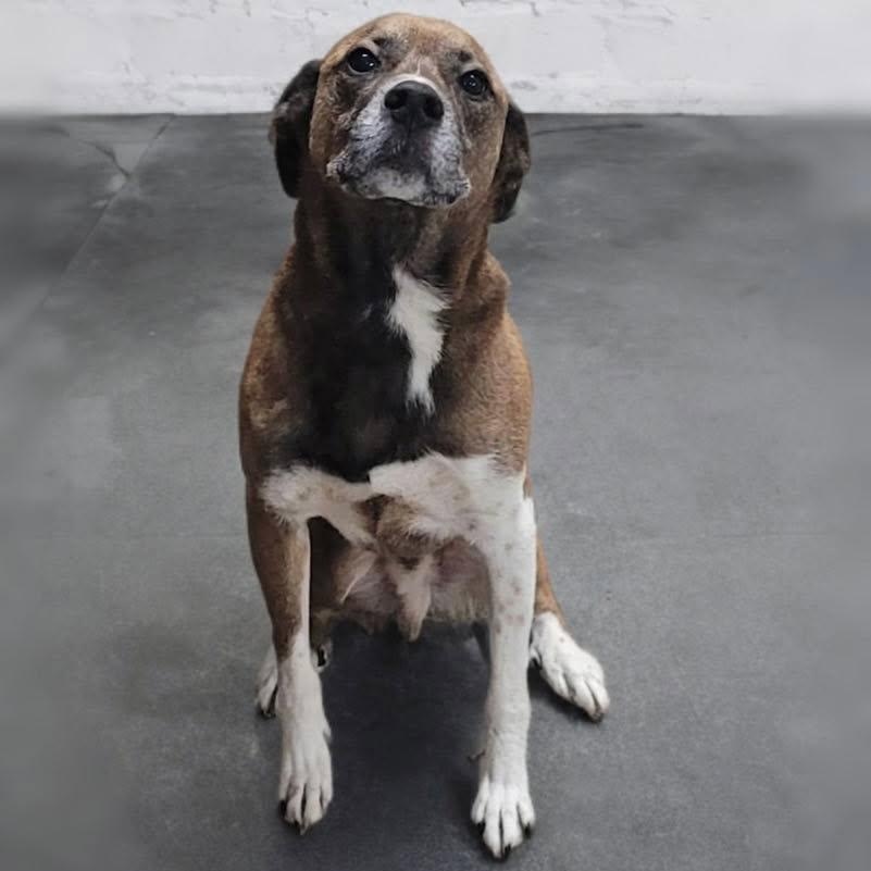 Enlarge Dewey, a ADOPTABLE mixed breed in Portsmouth, OH image 2/2