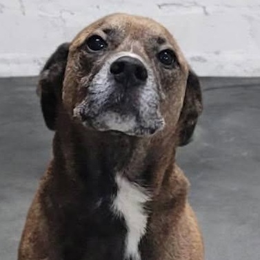 Enlarge Dewey, a ADOPTABLE mixed breed in Portsmouth, OH image 1/2