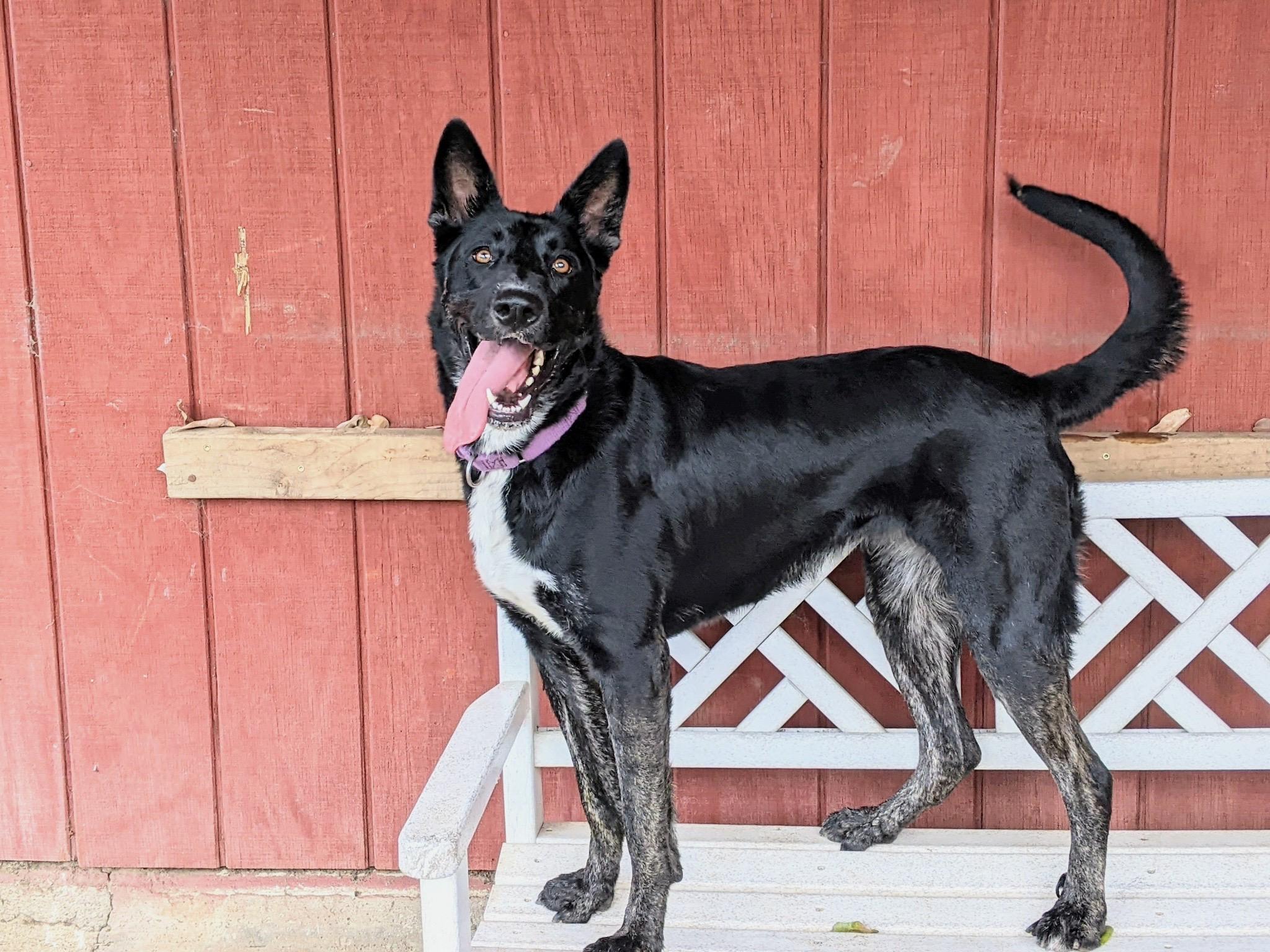 Luna~foster or adopt, Adoptable, Adult Female German Shepherd Dog & Dutch Shepherd.