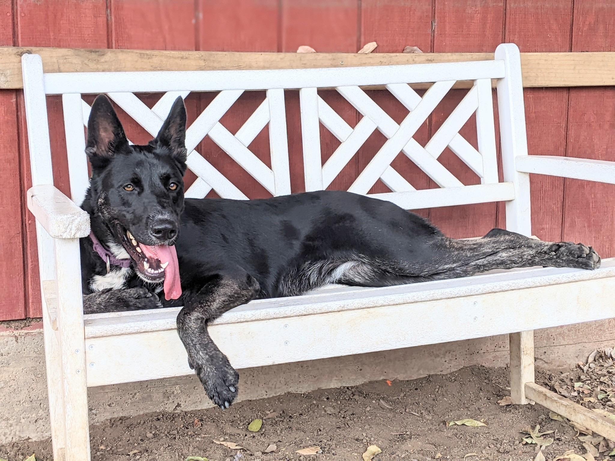 Enlarge Luna~foster or adopt, a Adoptable mixed breed in Wilsonville, OR image 2/6