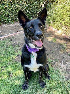 Enlarge Luna~foster or adopt, a Adoptable mixed breed in Wilsonville, OR image 3/6