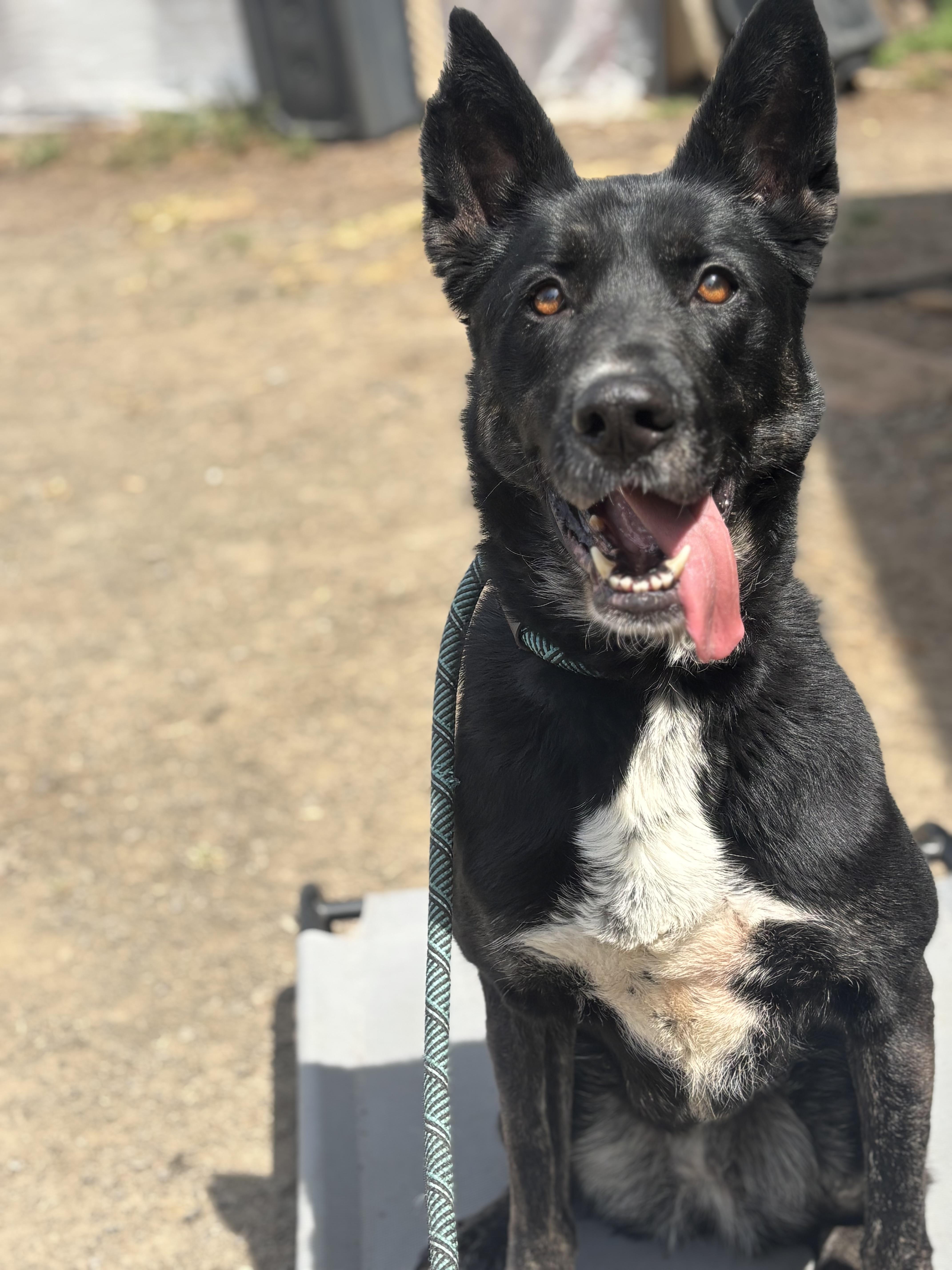 Luna~foster or adopt, a Adoptable mixed breed in Wilsonville, OR image 2/6