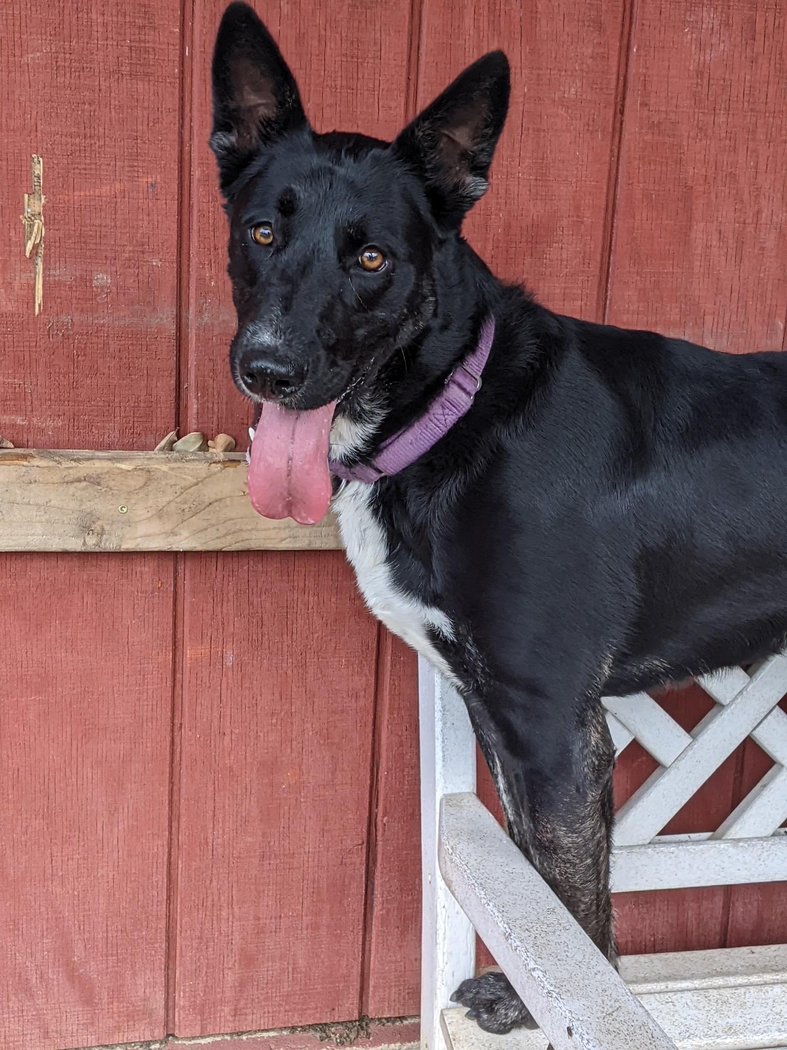 Enlarge Luna~foster or adopt, a Adoptable mixed breed in Wilsonville, OR image 4/6