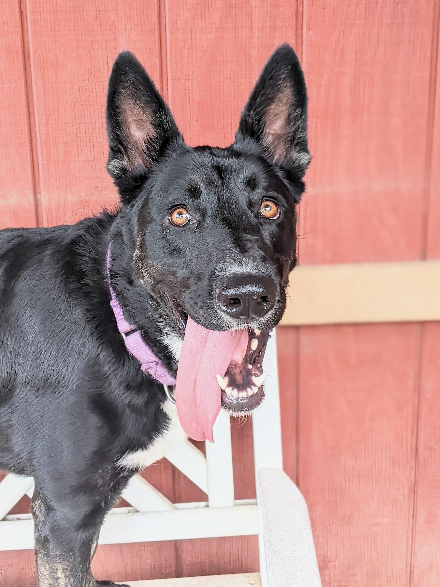 Enlarge Luna~foster or adopt, a Adoptable mixed breed in Wilsonville, OR image 6/6