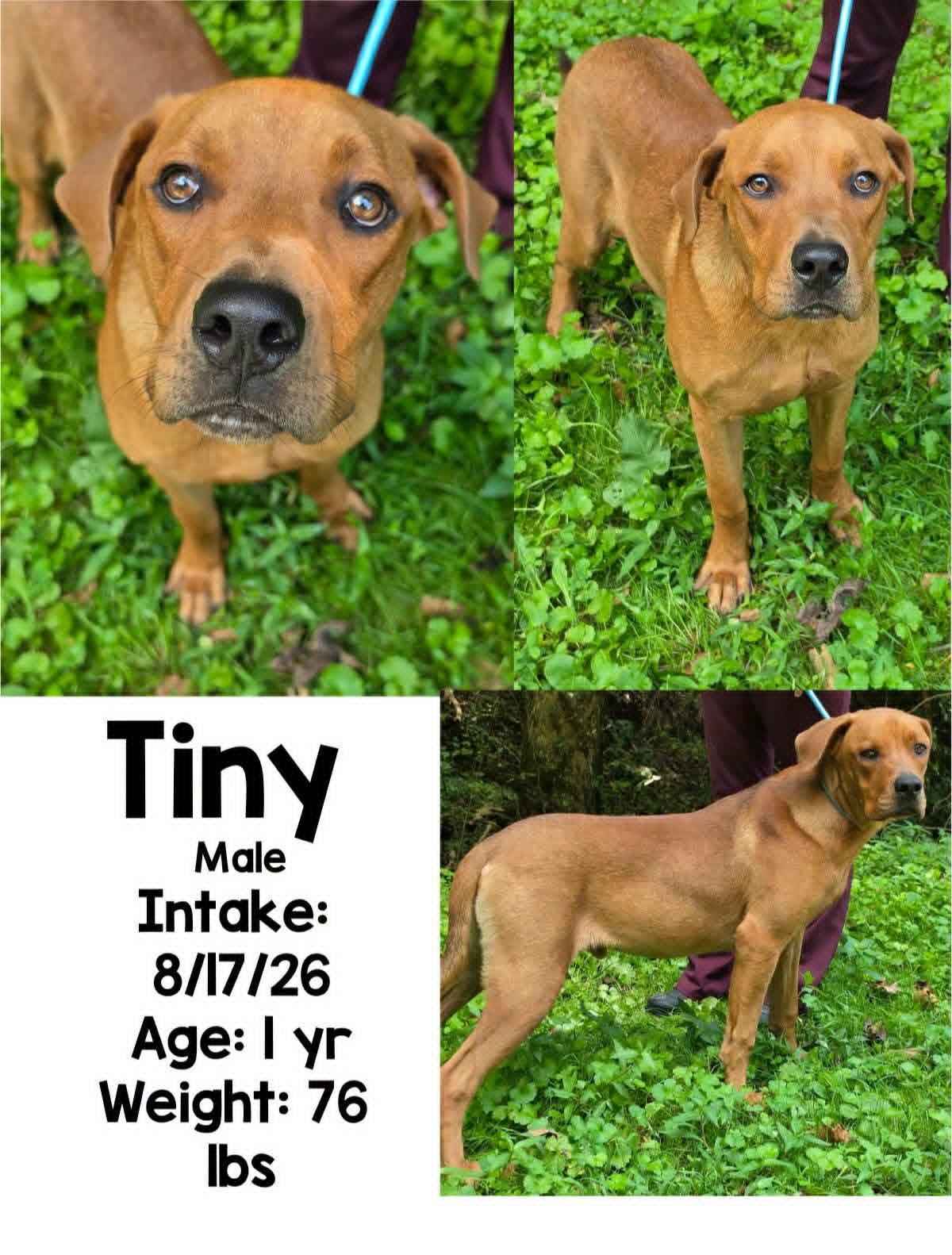 Tiny, Adoptable, Adult Male Great Dane.