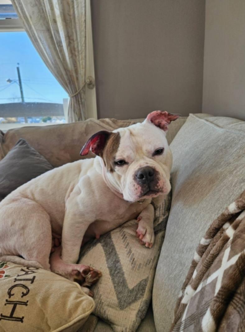 Cannoli, Adoptable, Adult Female Pit Bull Terrier.