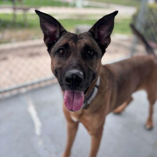 Mod Mullet, a Adoptable Mixed Breed in Davenport, IA image 1/6