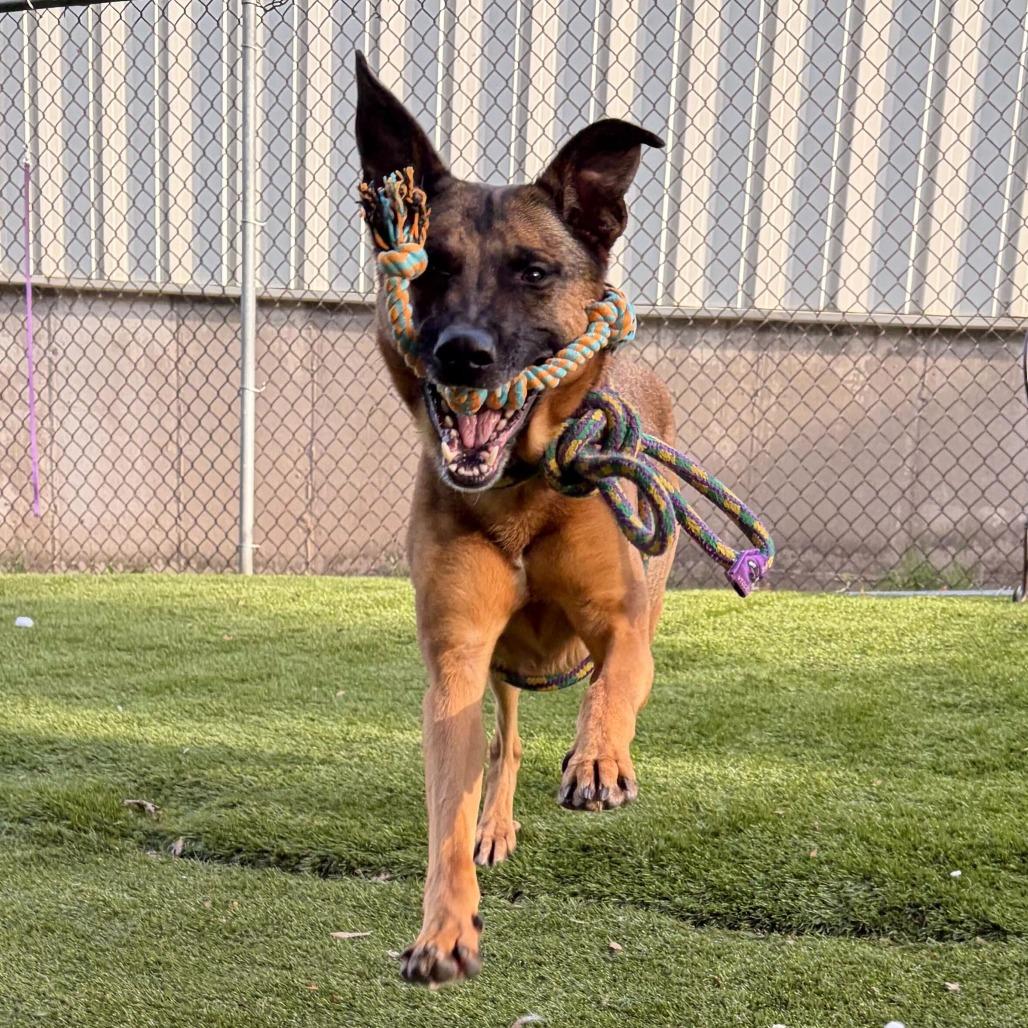 Mod Mullet, a Adoptable Mixed Breed in Davenport, IA image 2/6
