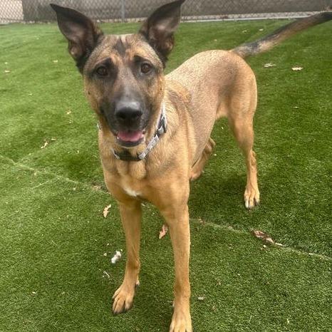 Mod Mullet, a Adoptable Mixed Breed in Davenport, IA image 3/6