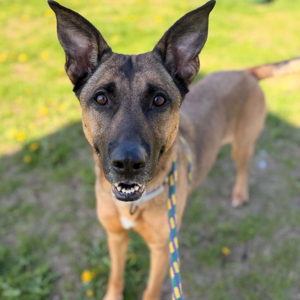 Mod Mullet, a Adoptable Mixed Breed in Davenport, IA image 4/6