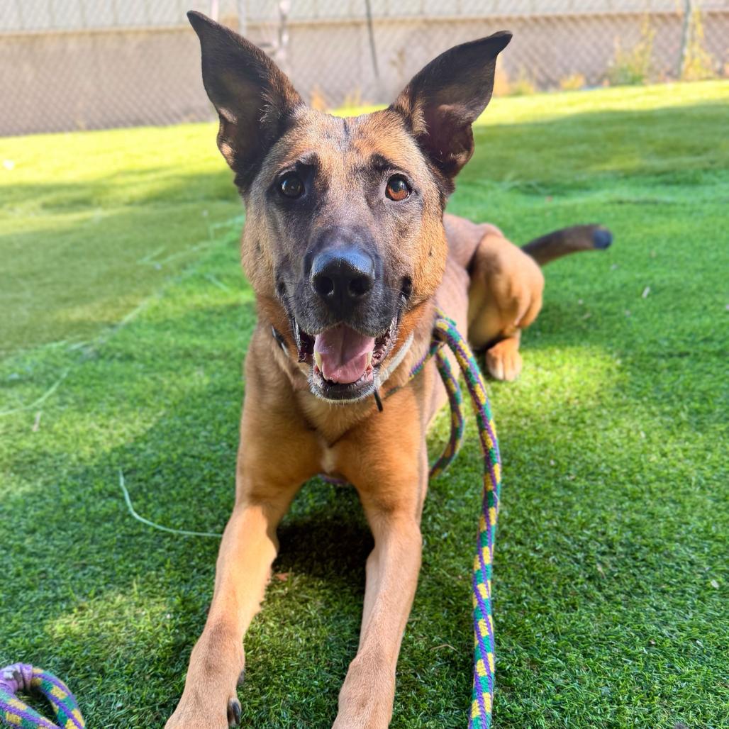 Mod Mullet, a Adoptable Mixed Breed in Davenport, IA image 5/6