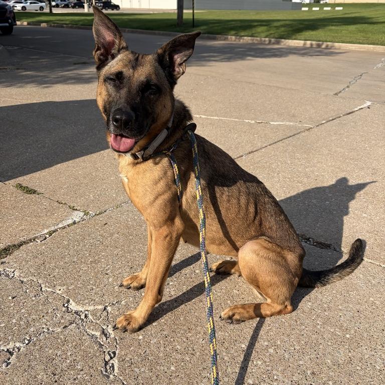 Mod Mullet, a Adoptable Mixed Breed in Davenport, IA image 5/6
