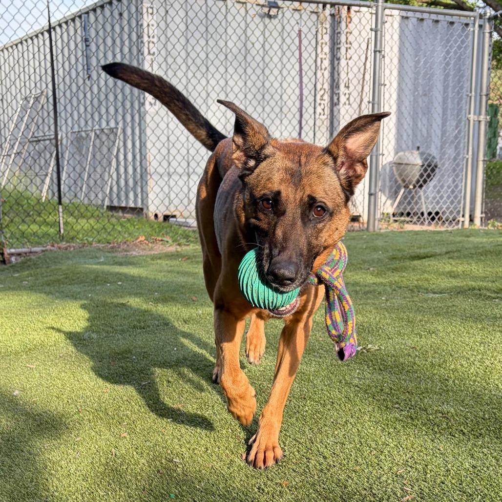Mod Mullet, a Adoptable Mixed Breed in Davenport, IA image 6/6