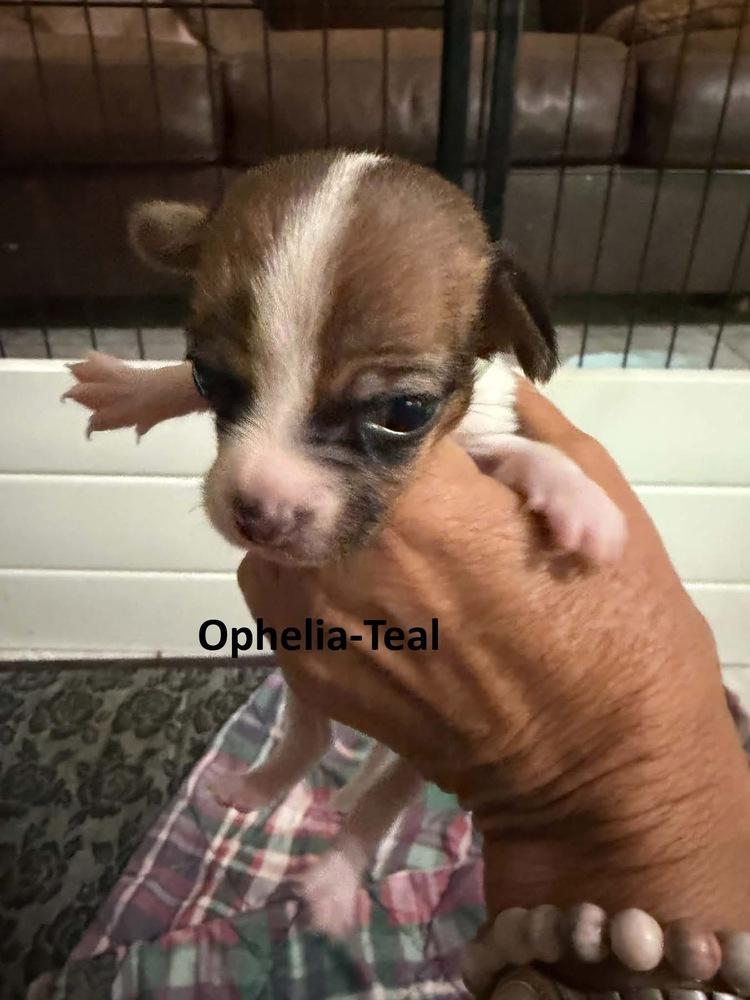 Enlarge Ophelia, a Adoptable mixed breed in Middletown, CT image 3/4