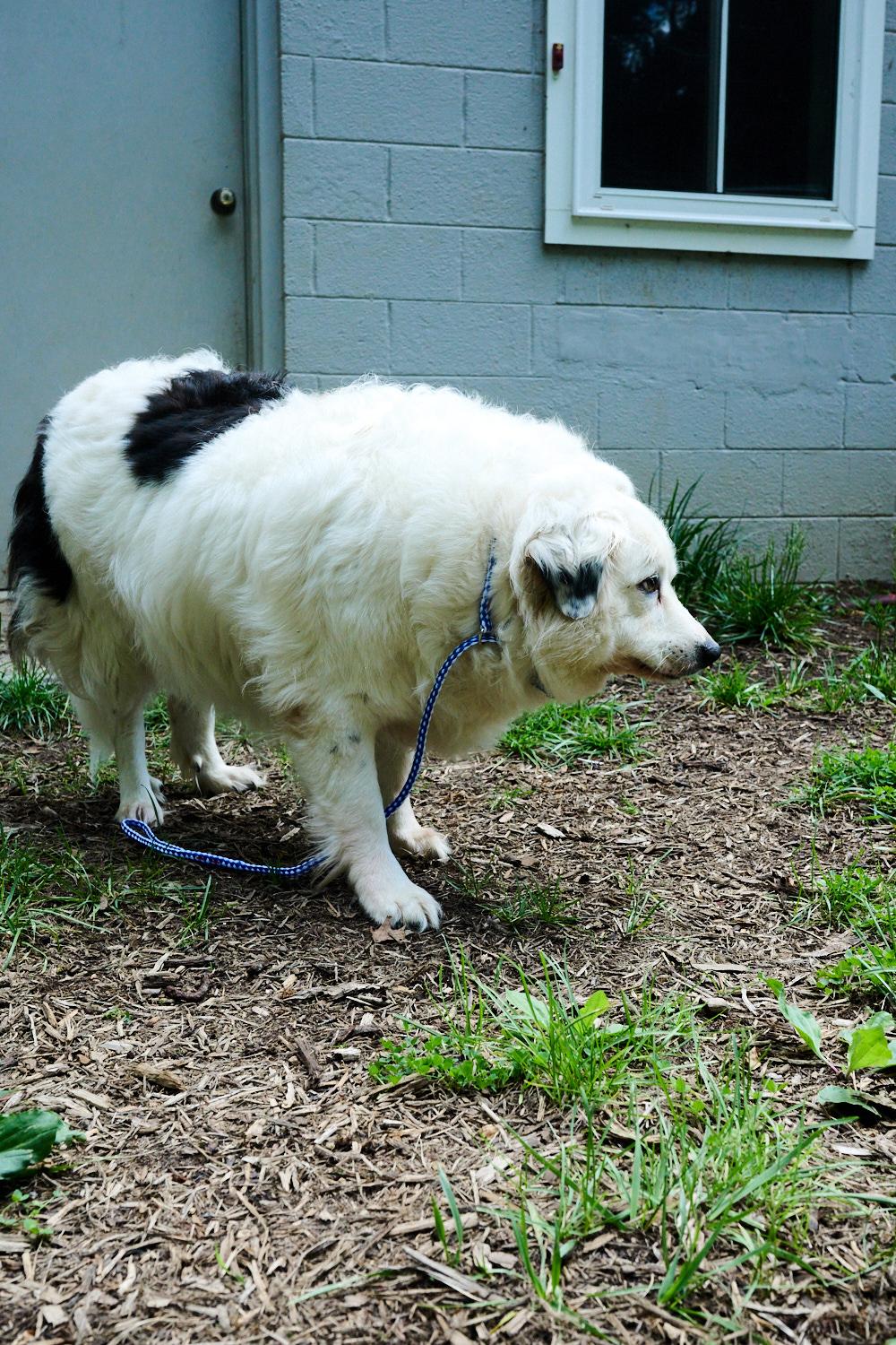 Sadie, a ADOPTABLE mixed breed in Floyd, VA image 4/5