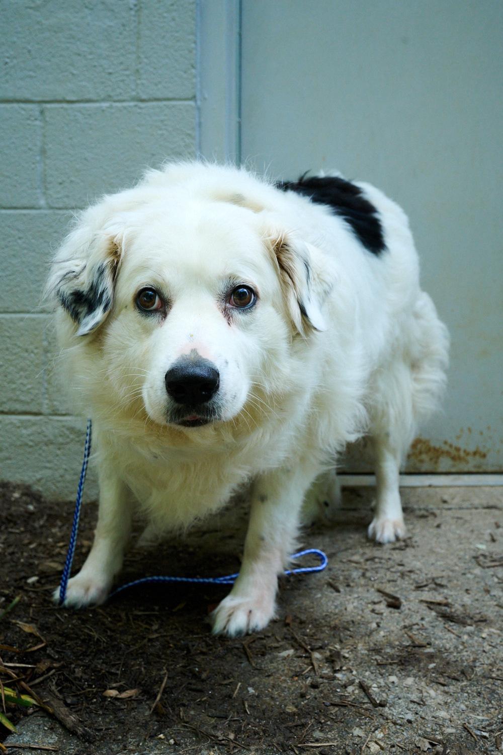 Sadie, a ADOPTABLE mixed breed in Floyd, VA image 5/5