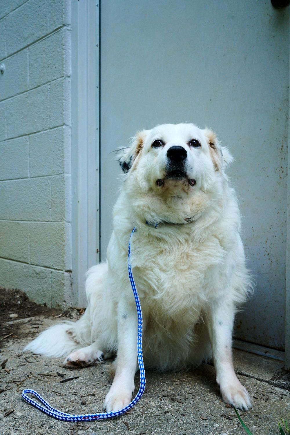 Sadie, ADOPTABLE, Adult Female Great Pyrenees.