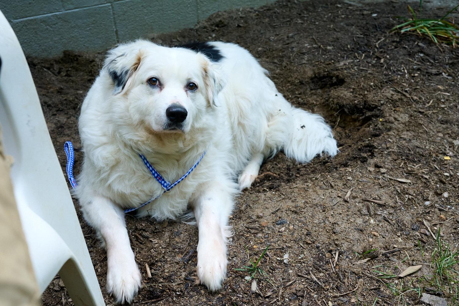 Sadie, a ADOPTABLE mixed breed in Floyd, VA image 2/5