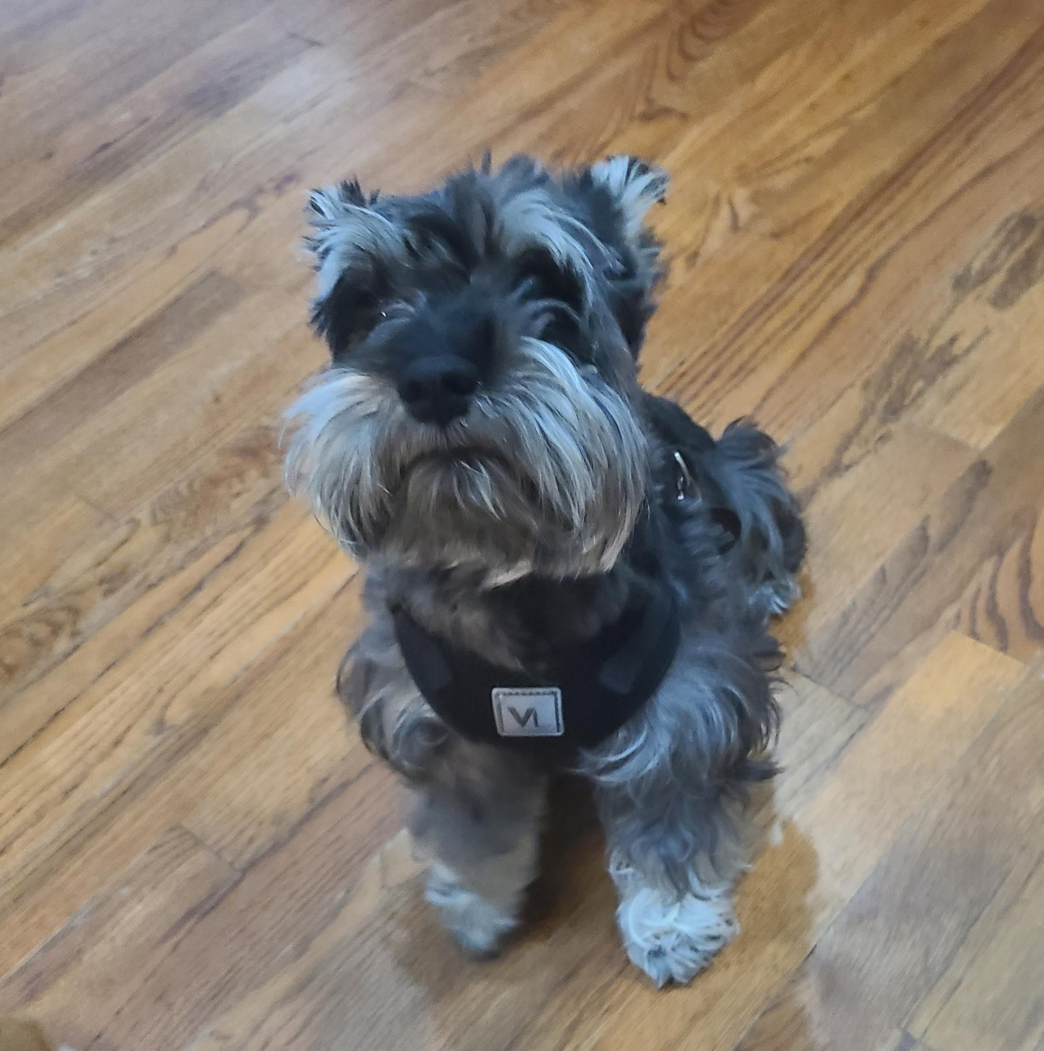 Winston, adopted, Adult Male Miniature Schnauzer.