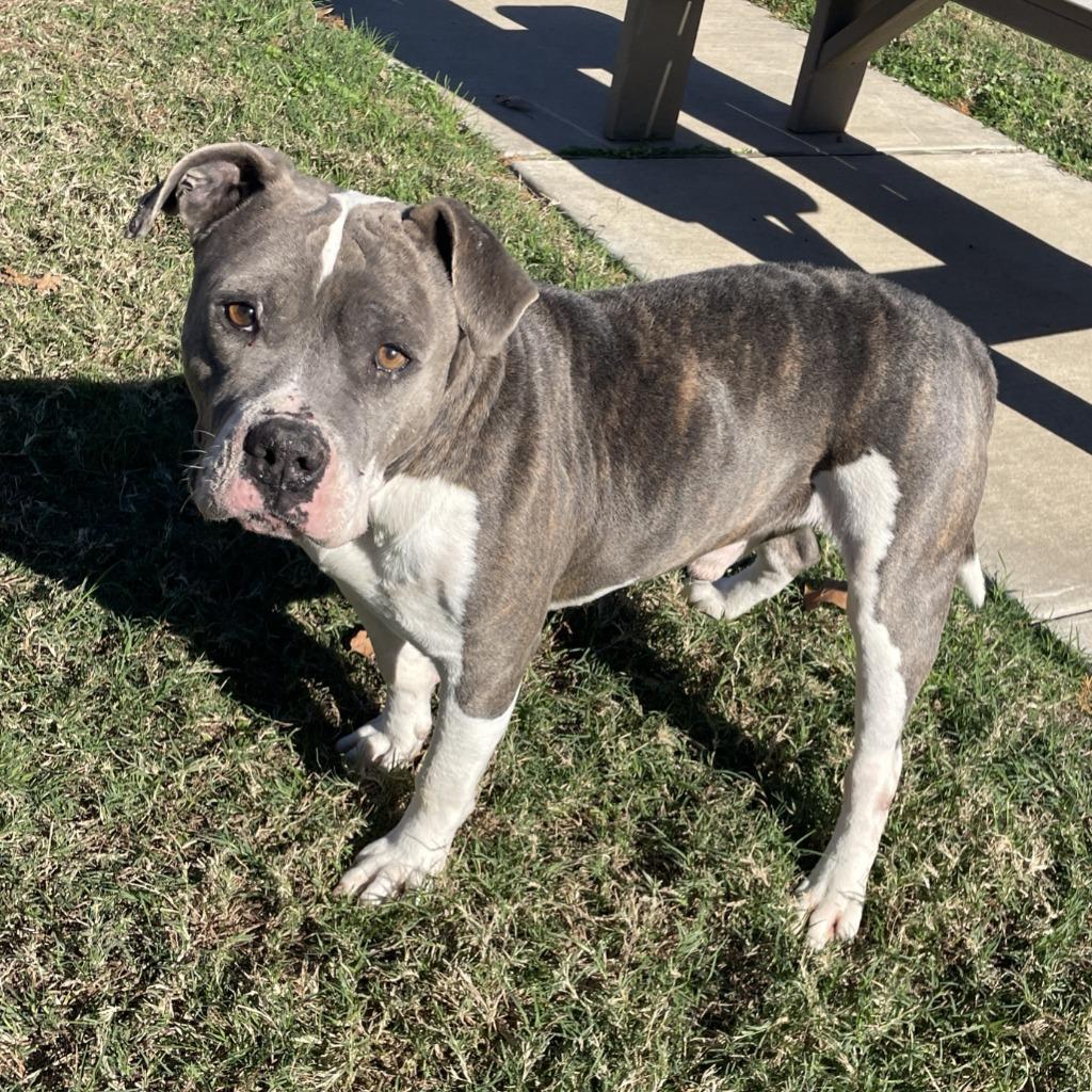 Enlarge Ferdinan, a Adoptable Pit Bull Terrier in Brenham, TX image 4/6
