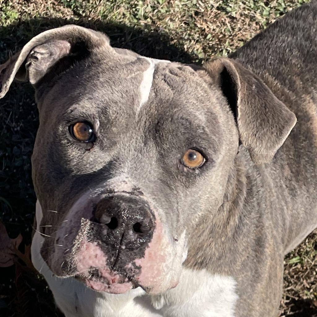 Ferdinan, Adoptable, Adult Male Pit Bull Terrier.