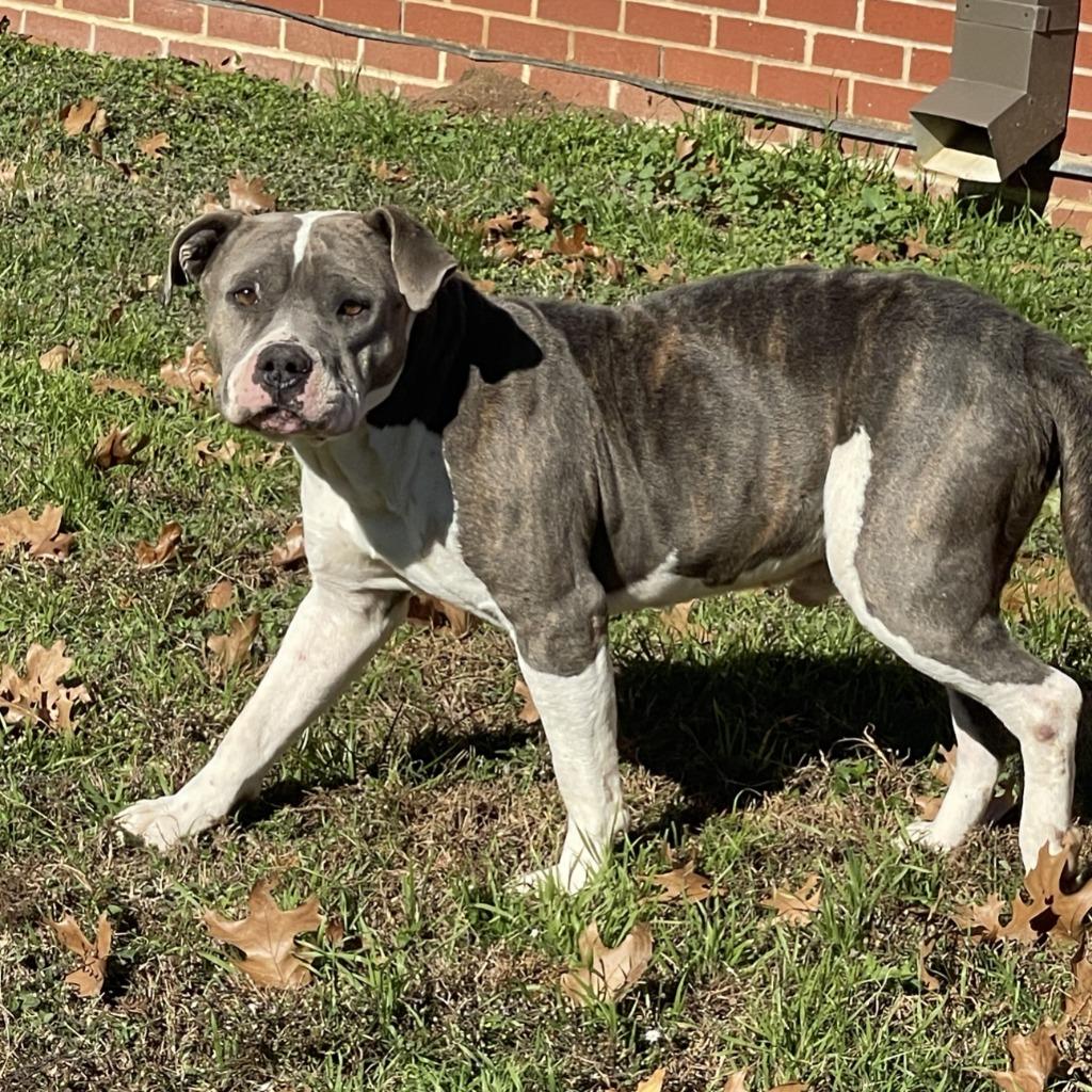 Enlarge Ferdinan, a Adoptable Pit Bull Terrier in Brenham, TX image 2/6
