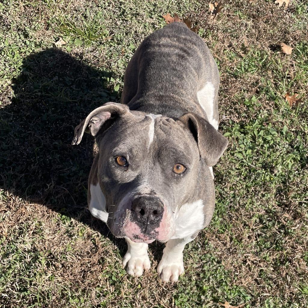 Enlarge Ferdinan, a Adoptable Pit Bull Terrier in Brenham, TX image 5/6