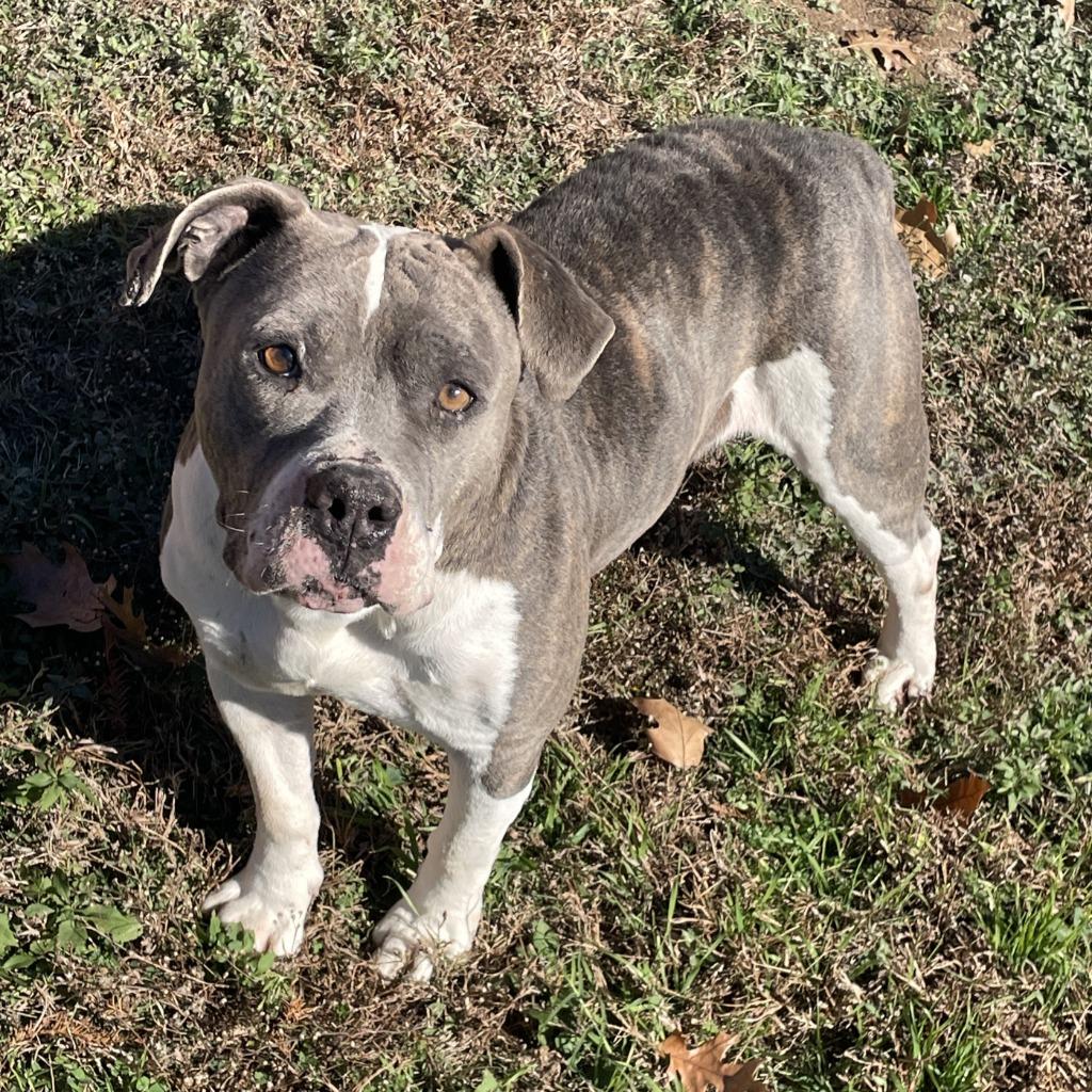 Enlarge Ferdinan, a Adoptable Pit Bull Terrier in Brenham, TX image 6/6
