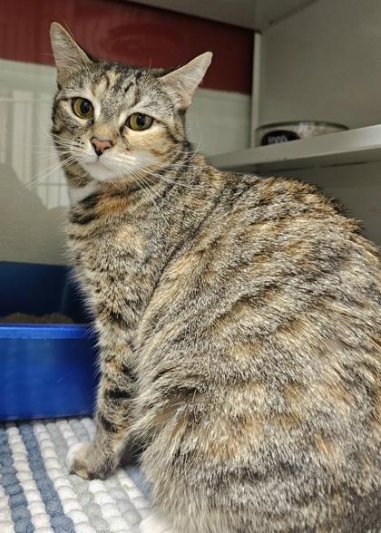 Enlarge Ocean, a Adoptable mixed breed in Phoenix, AZ image 1/3