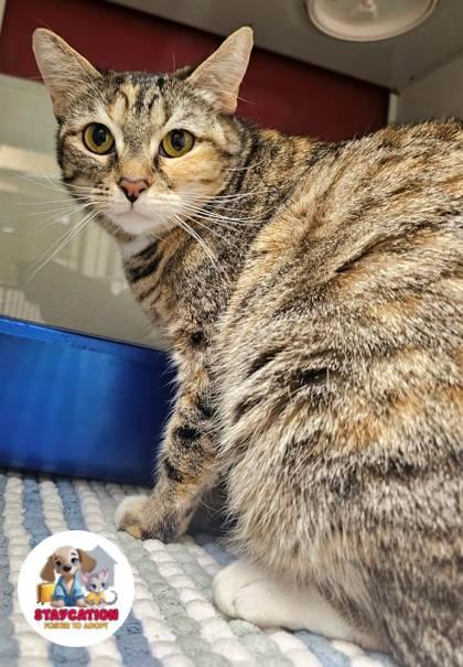 Enlarge Ocean, a Adoptable mixed breed in Phoenix, AZ image 2/3
