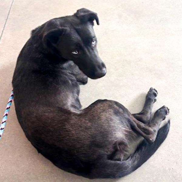 Lilly, Adoptable, Adult Female Labrador Retriever.