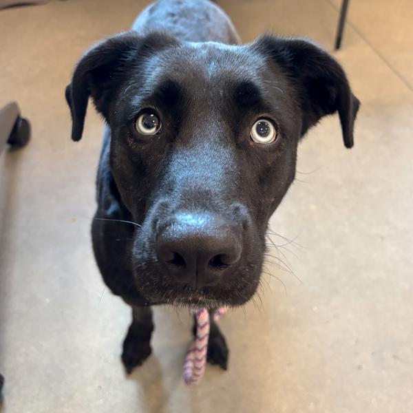 Enlarge Lilly, a Adoptable mixed breed in Des Moines, IA image 2/6