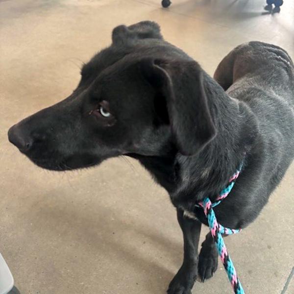 Enlarge Lilly, a Adoptable mixed breed in Des Moines, IA image 4/6