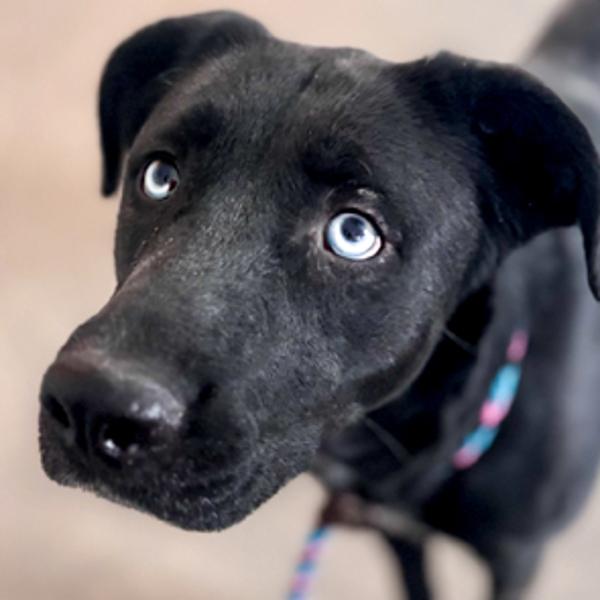 Enlarge Lilly, a Adoptable mixed breed in Des Moines, IA image 5/6