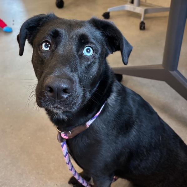 Enlarge Lilly, a Adoptable mixed breed in Des Moines, IA image 6/6