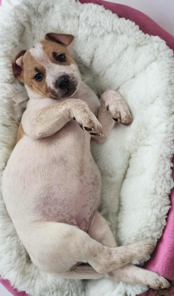 Enlarge Angel , a ADOPTABLE mixed breed in San Antonio, TX image 1/3