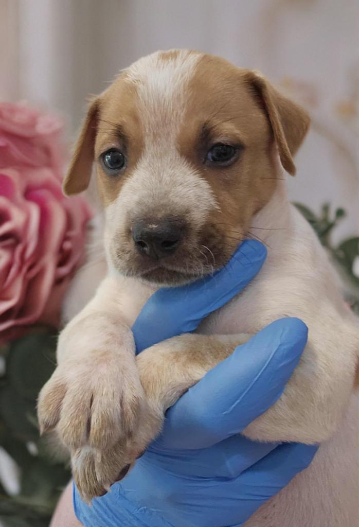 Enlarge Angel , a ADOPTABLE mixed breed in San Antonio, TX image 3/3