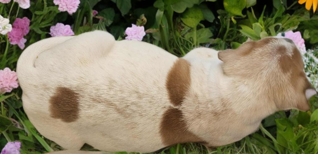 Enlarge Angel , a ADOPTABLE mixed breed in San Antonio, TX image 2/3