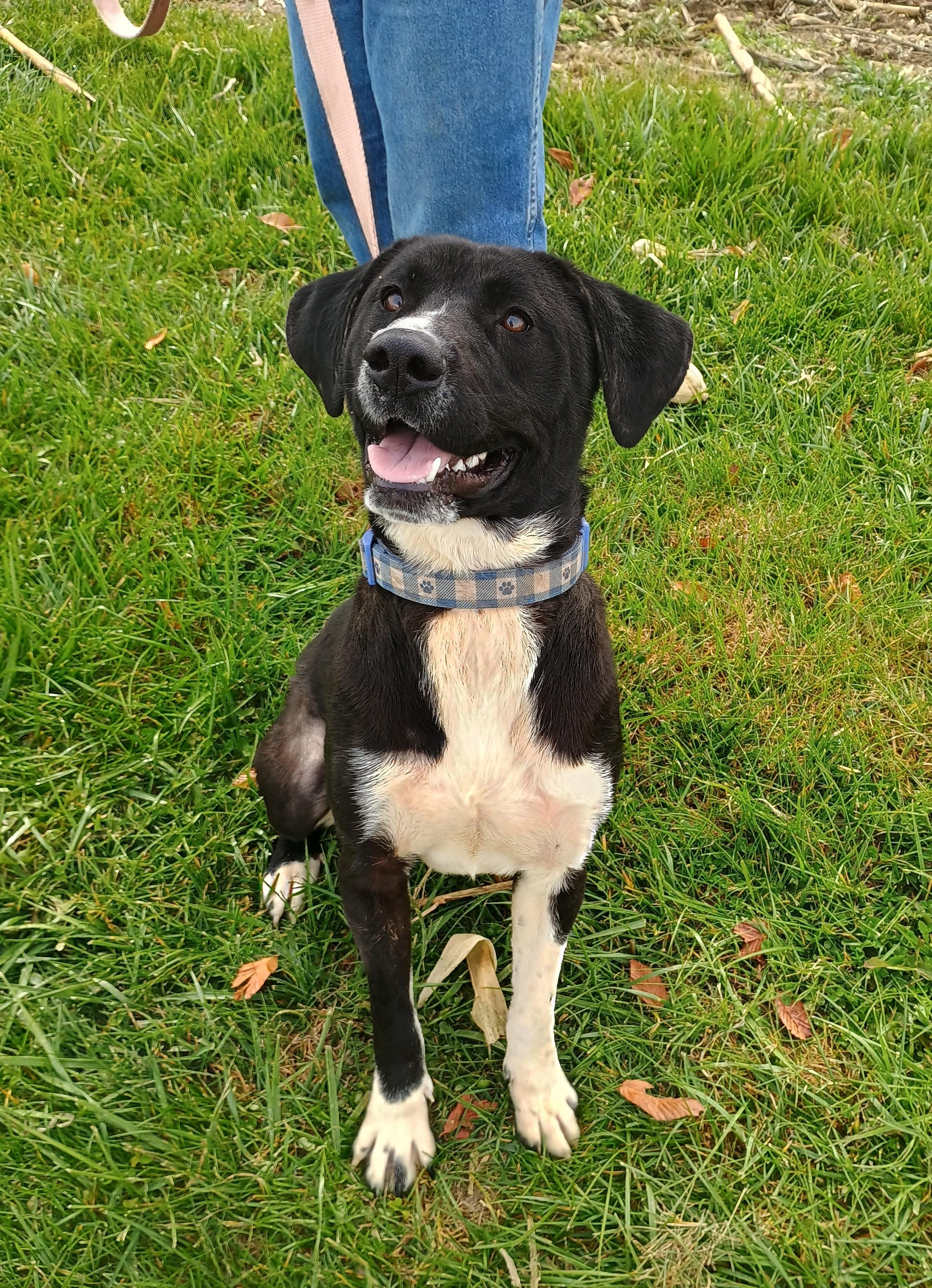 Enlarge Prince, a Adoptable mixed breed in Liberty, IN image 1/4