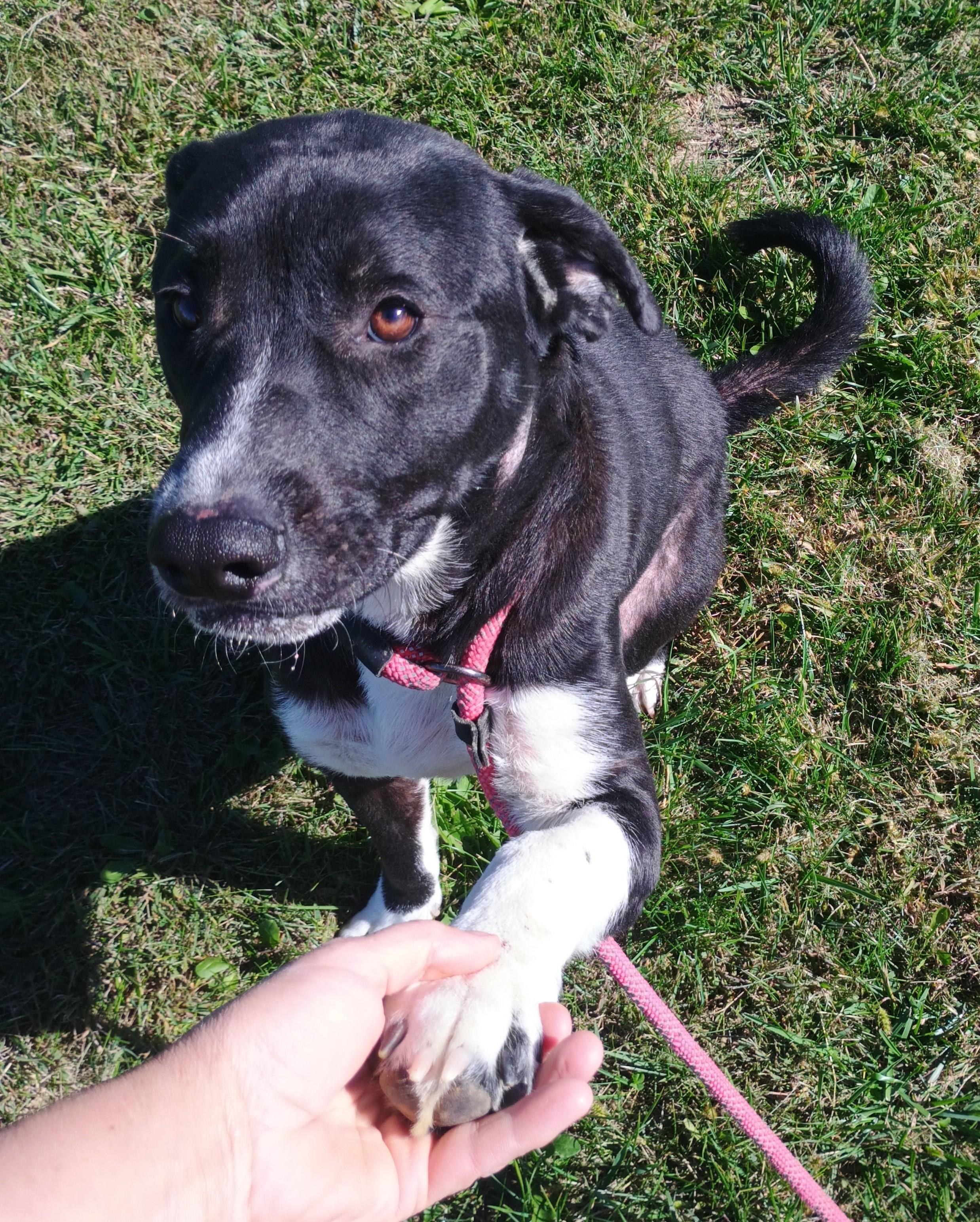 Prince, Adoptable, Adult Male Black Labrador Retriever.