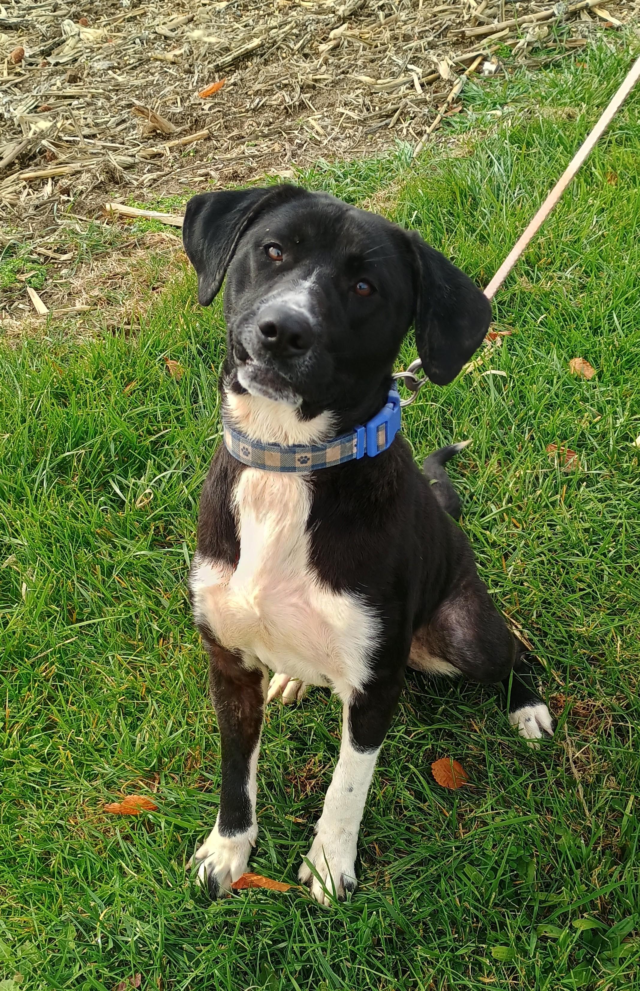 Enlarge Prince, a Adoptable mixed breed in Liberty, IN image 4/4