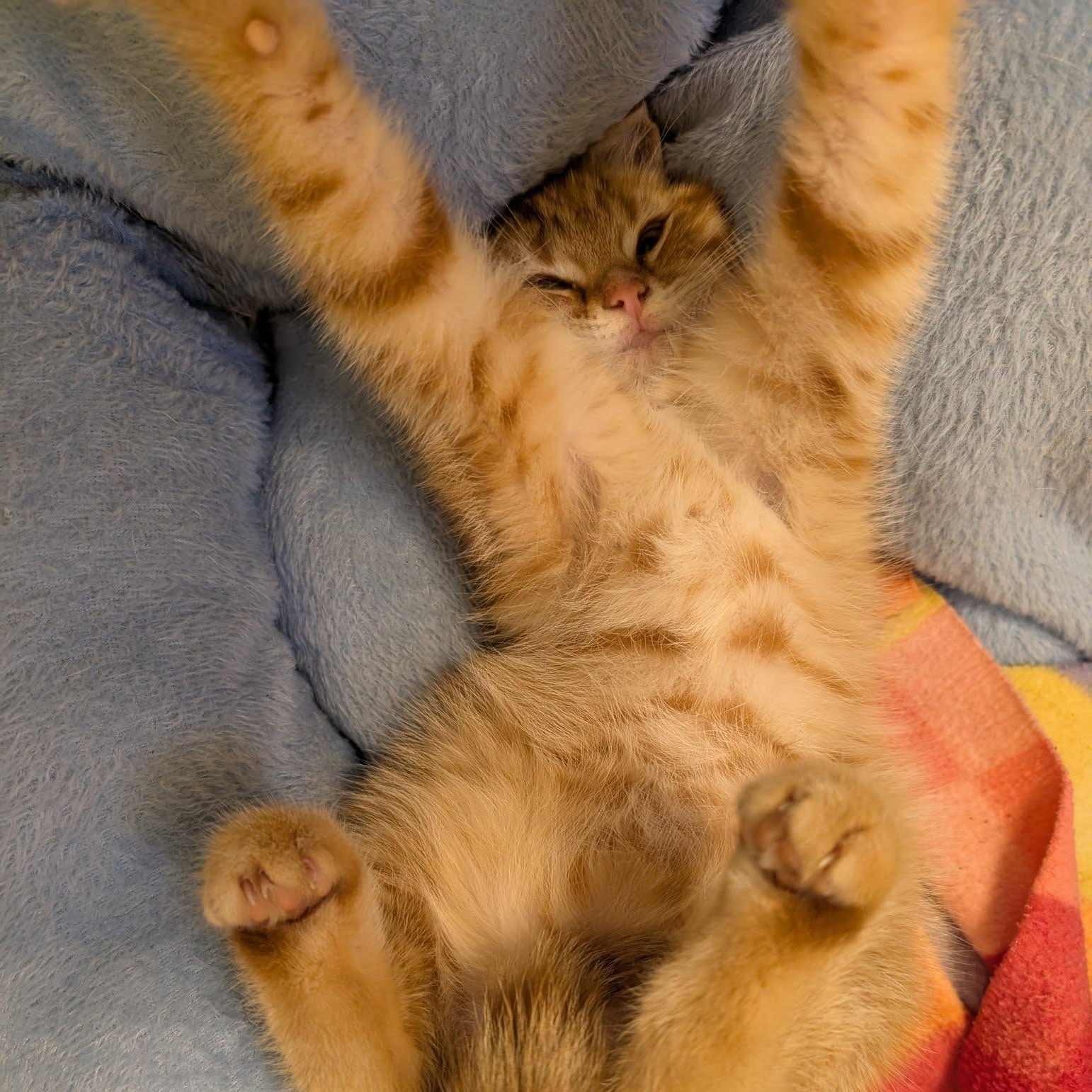 Enlarge Waffles, a Adopted mixed breed in Libby, MT image 2/4