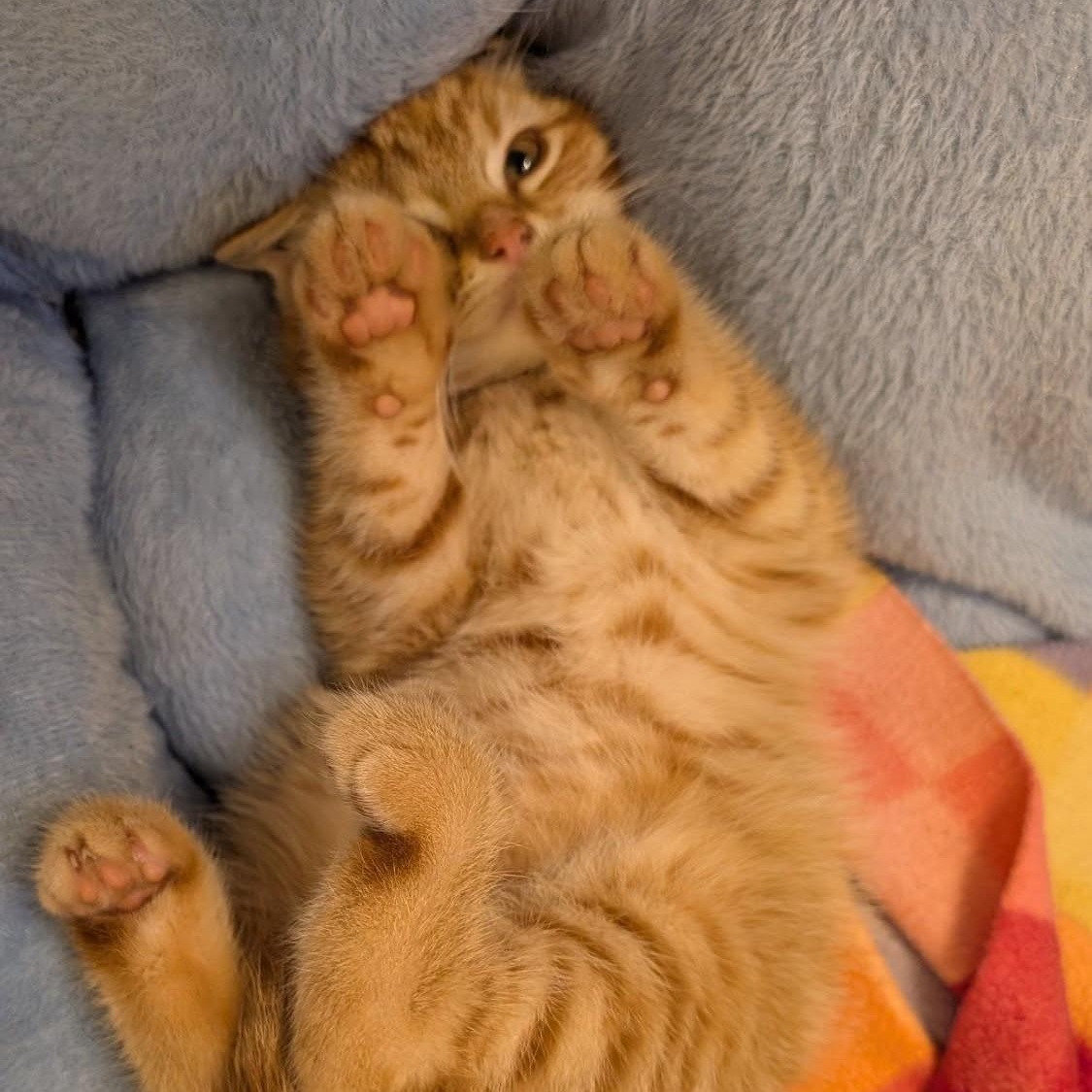 Enlarge Waffles, a Adopted mixed breed in Libby, MT image 3/4