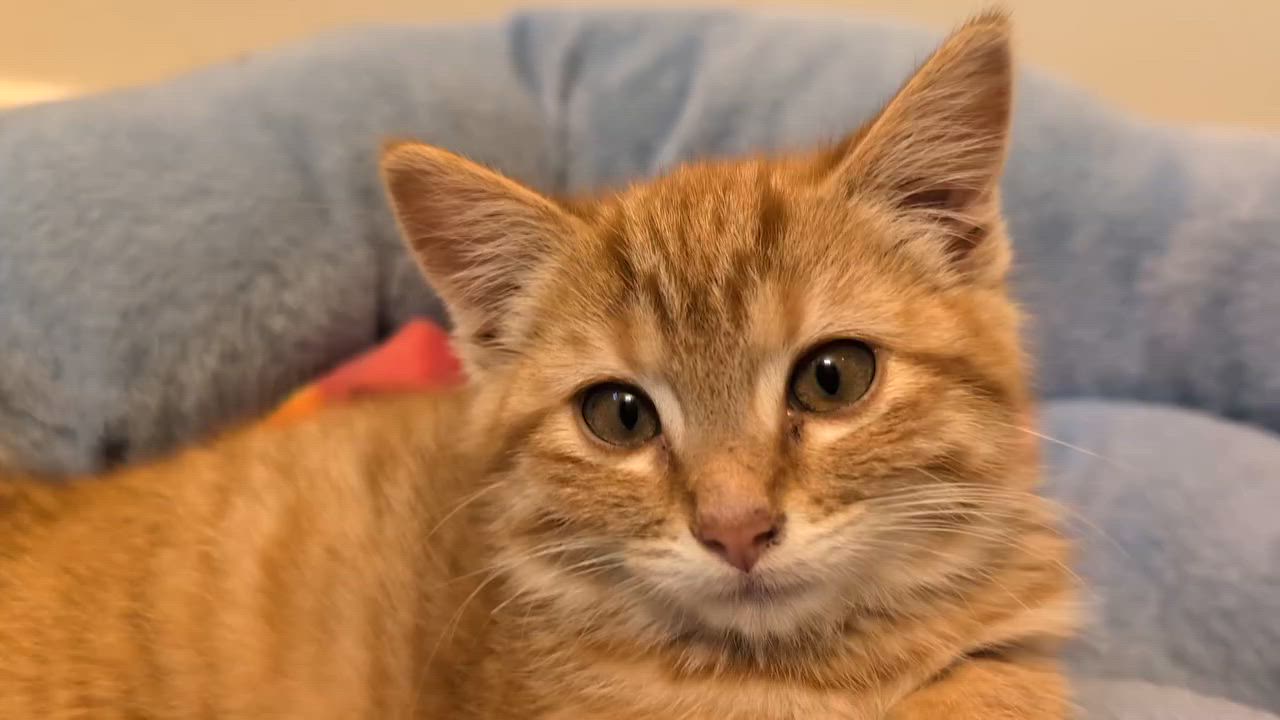 Enlarge Waffles, a Adopted mixed breed in Libby, MT video 4/4