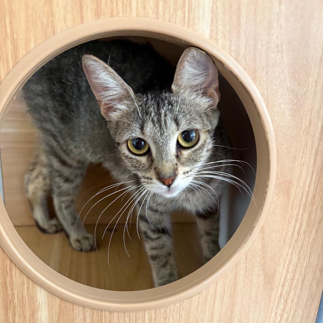 Nancy, Adoptable, Young Female Domestic Short Hair.